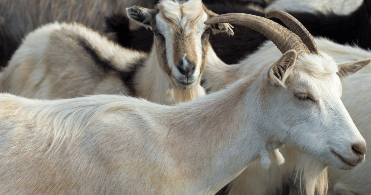 Eid al-Adha